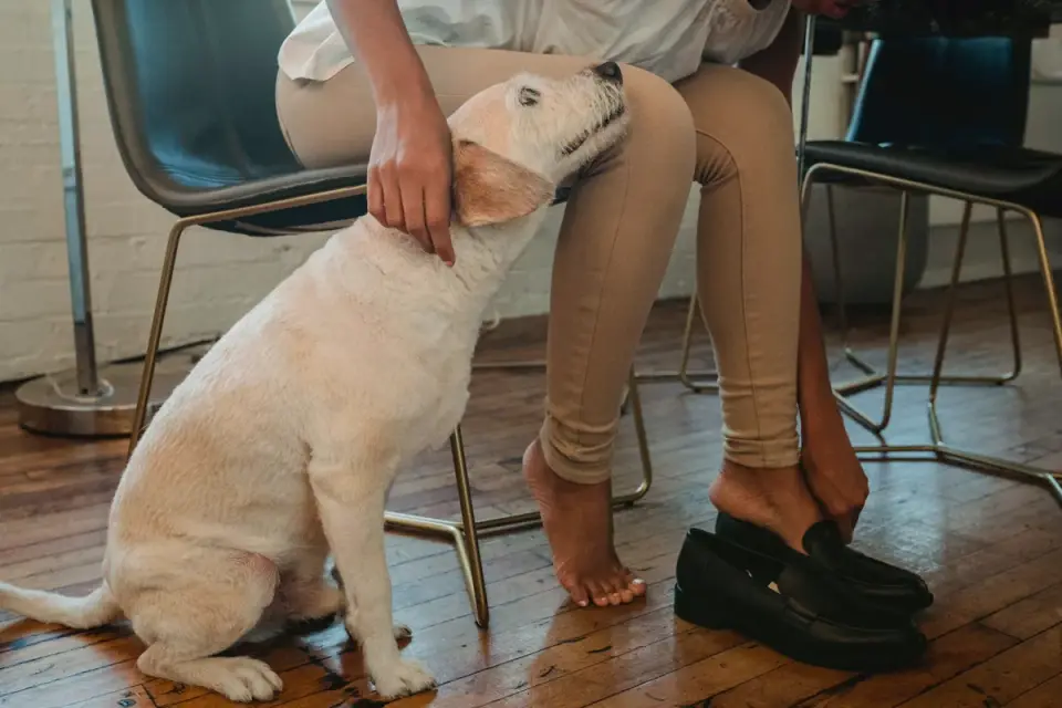 Dog with an owner