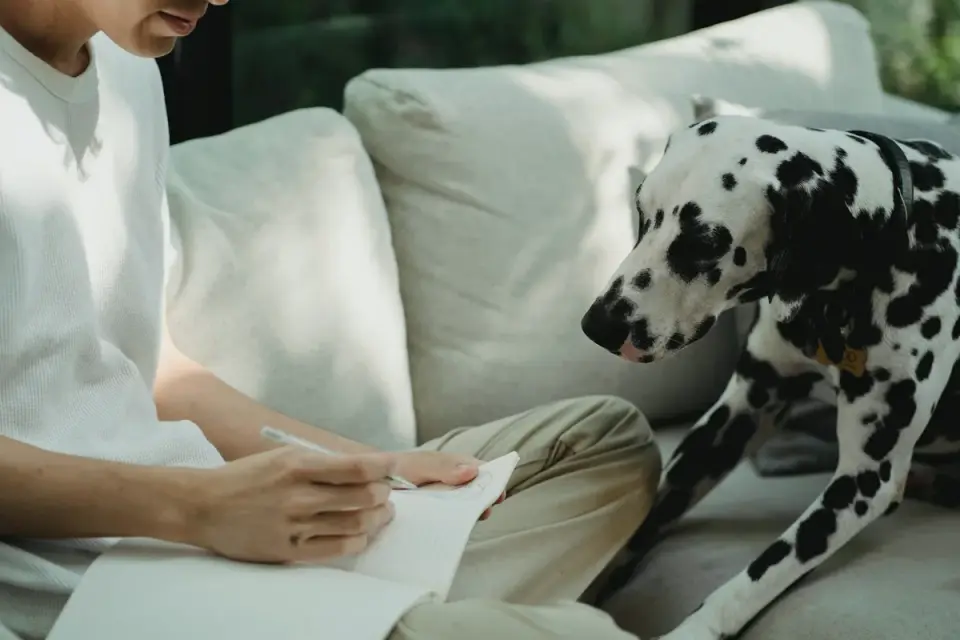 Dog with an owner