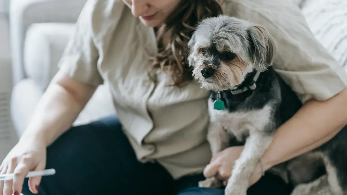 Dog with an owner