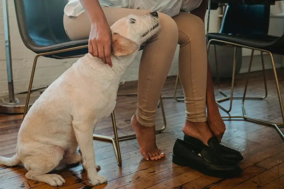 Dog with an owner