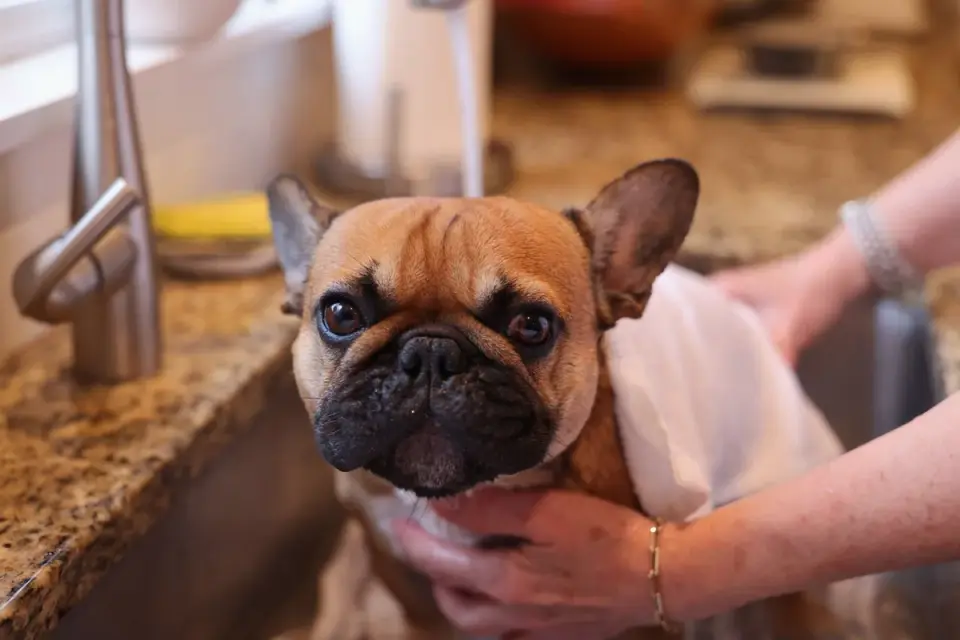 French bulldog portrait