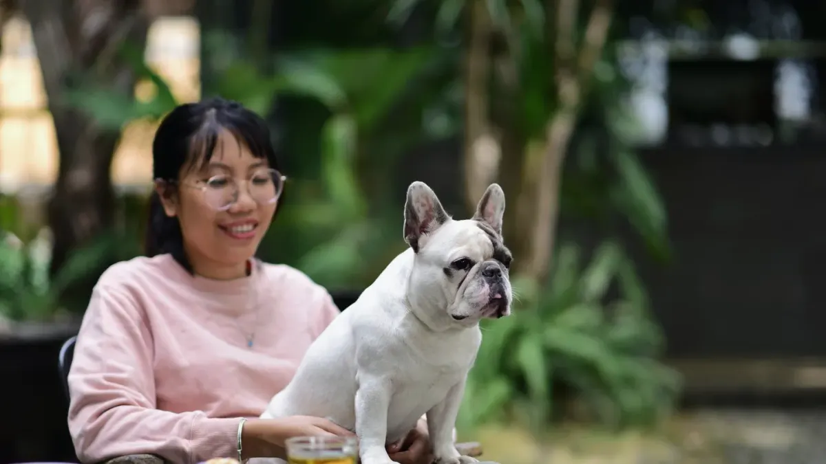 French bulldog portrait