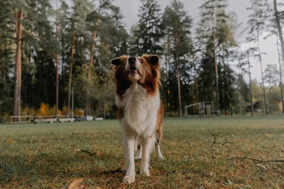 German shepherd outdoors