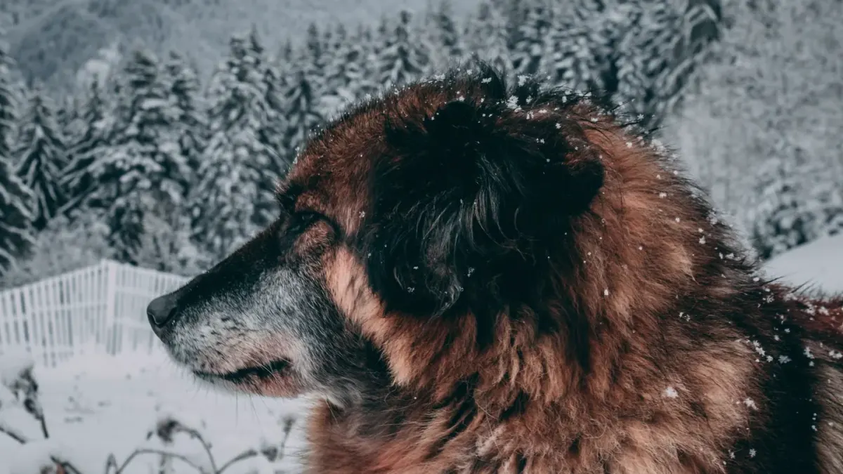 German shepherd outdoors