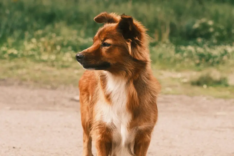 German shepherd outdoors