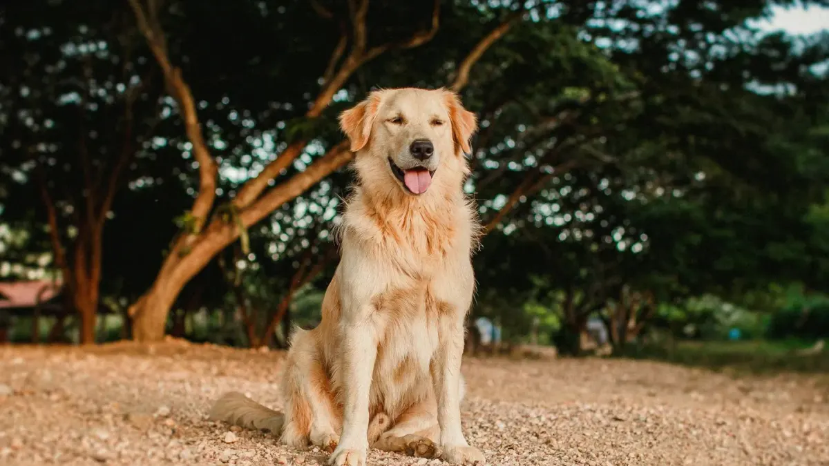 Golden retriever portrait