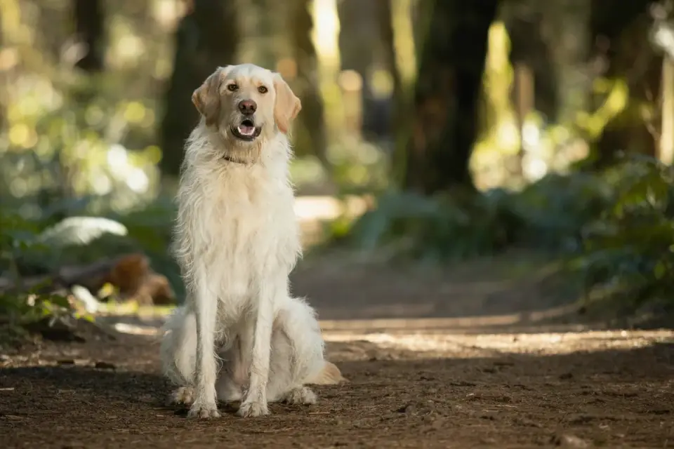 Golden retriever portrait