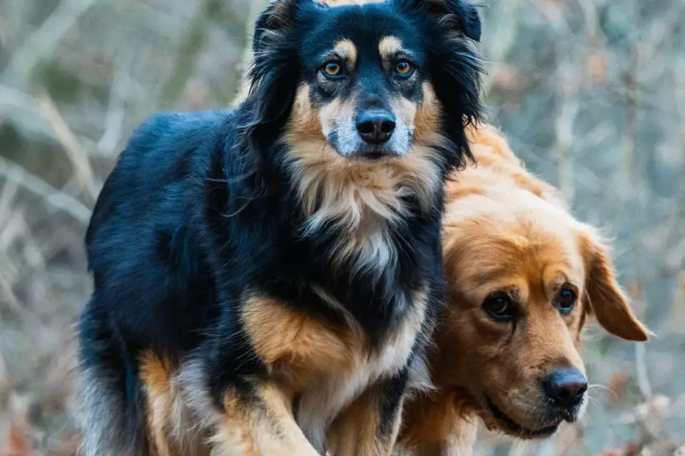Golden retriever portrait