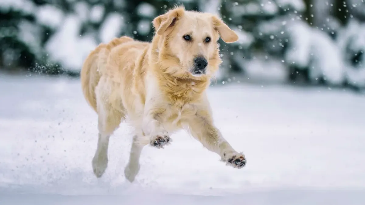 Golden retriever portrait