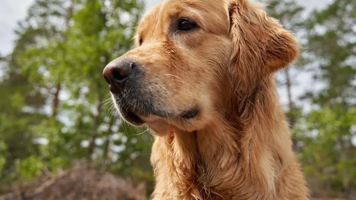 Golden retriever portrait