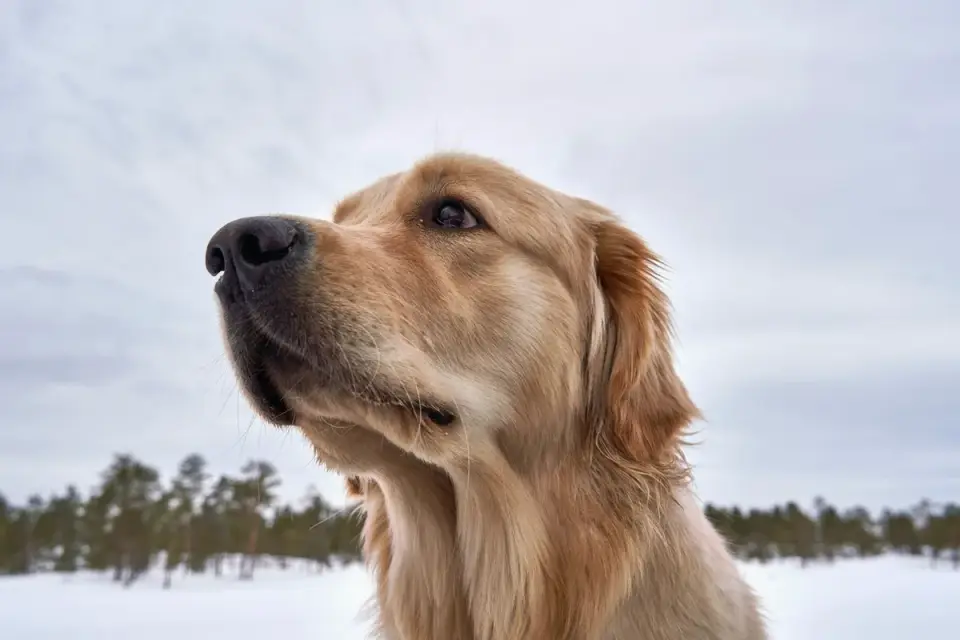 Golden retriever portrait
