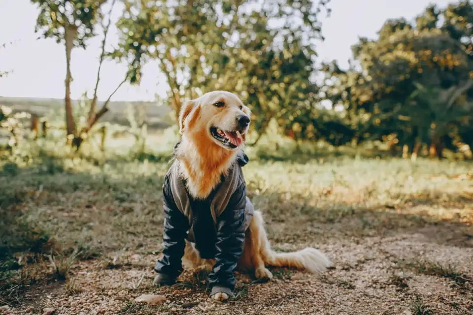 Golden retriever portrait