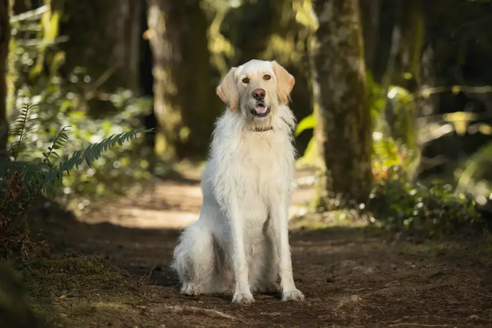 Golden retriever portrait