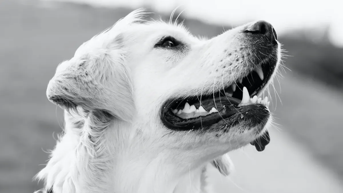 Golden retriever portrait