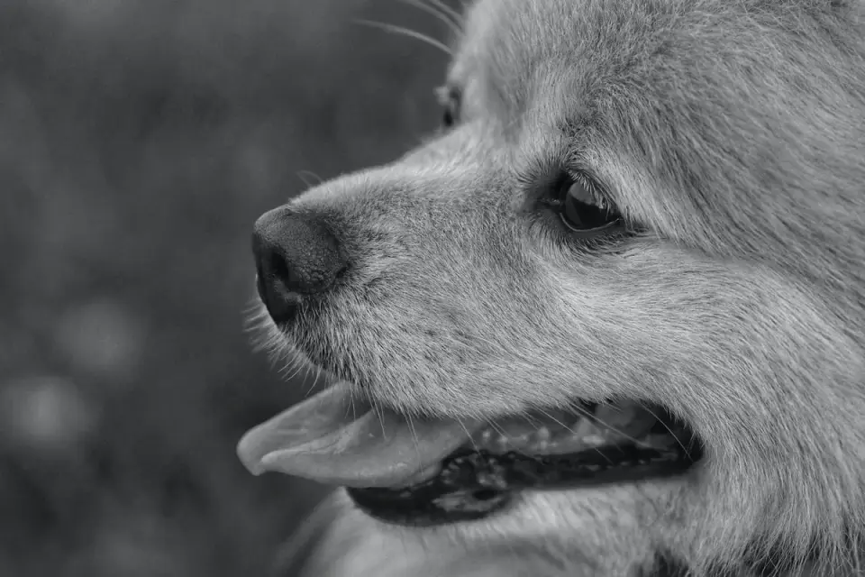 Grey muzzle senior dog portrait