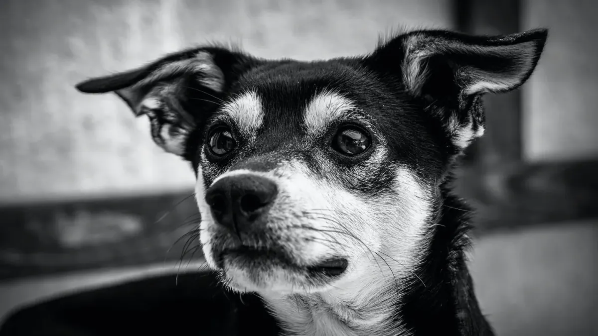 Grey muzzle senior dog portrait