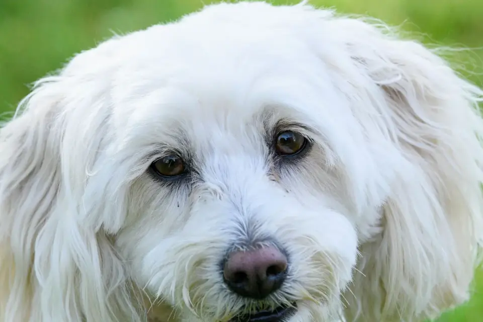 Grey muzzle senior dog portrait