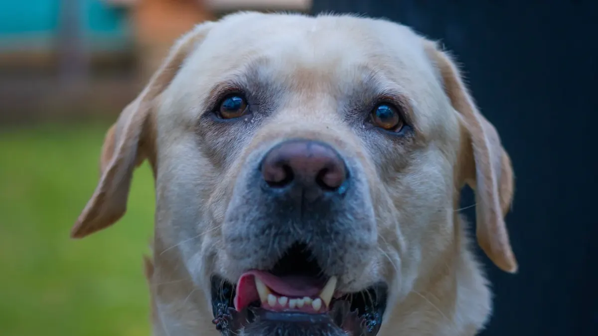Grey muzzle senior dog portrait