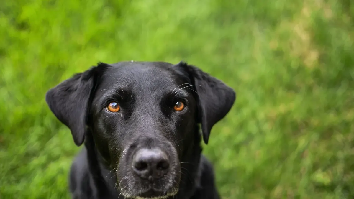 Grey muzzle senior dog portrait