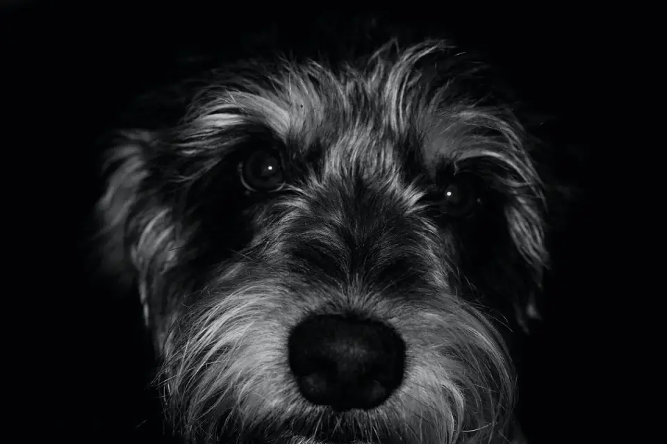 Grey muzzle senior dog portrait