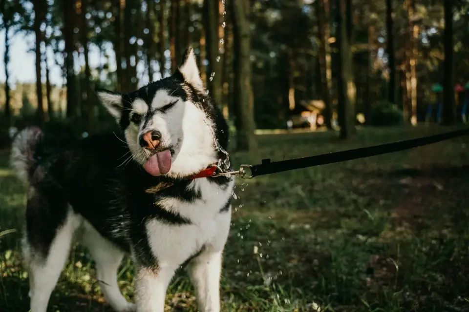 Husky drinking from a water bowl in a shaded yard