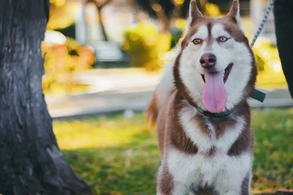 Husky panting heavily with its tongue extended
