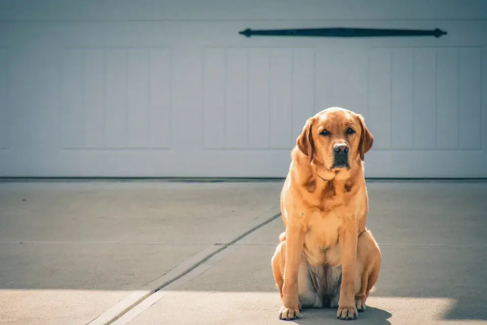 Labrador retriever outdoors