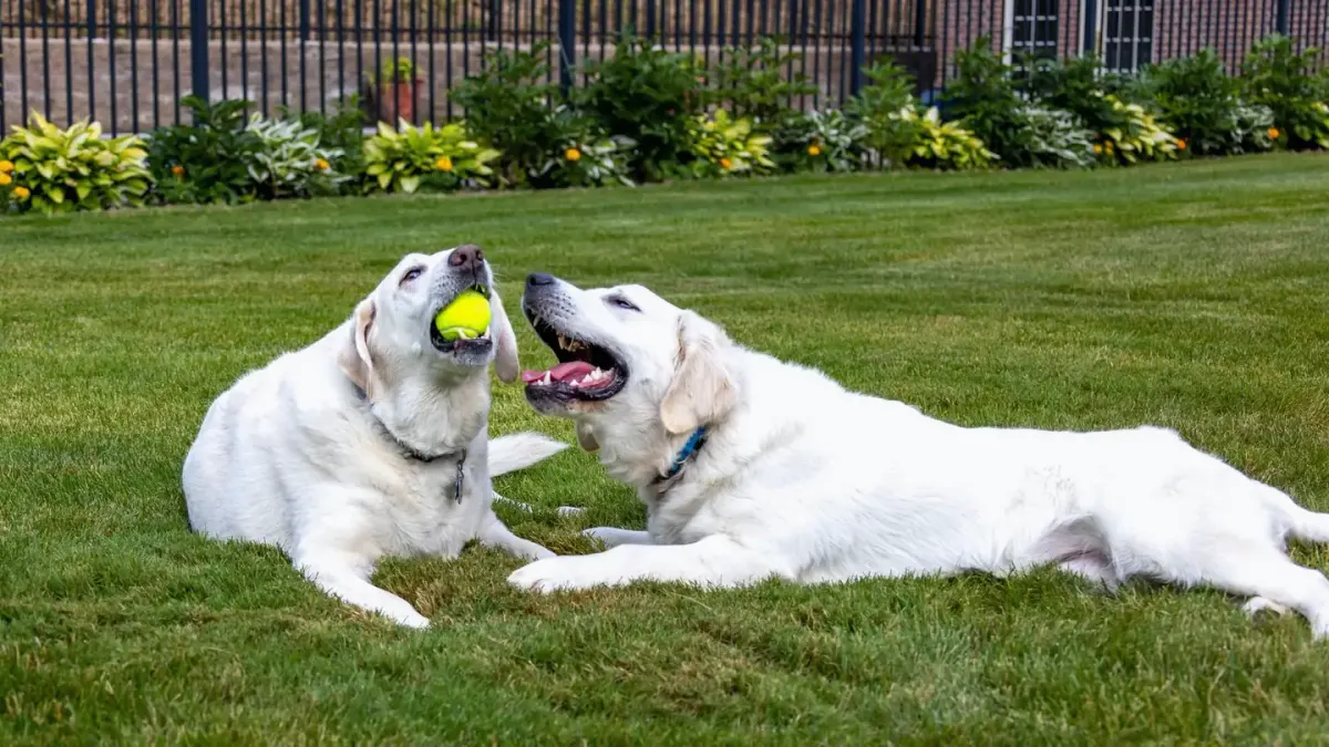 Labrador retriever outdoors