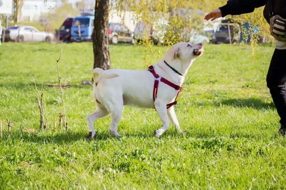 Labrador retriever outdoors