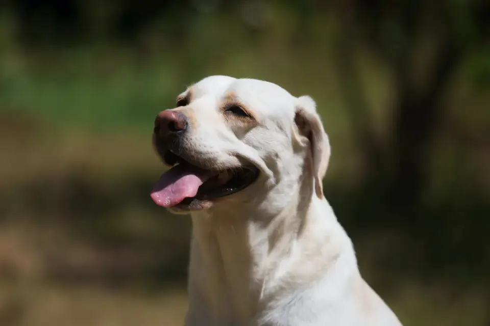 Labrador retriever outdoors