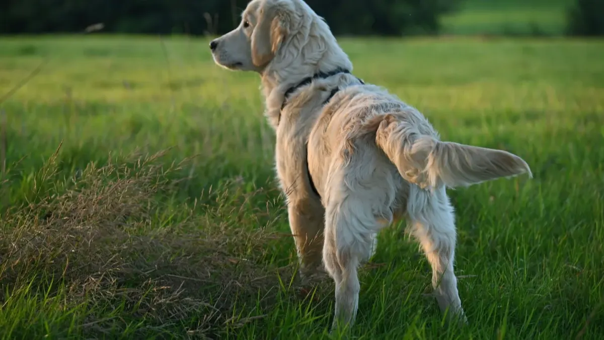 Labrador retriever outdoors
