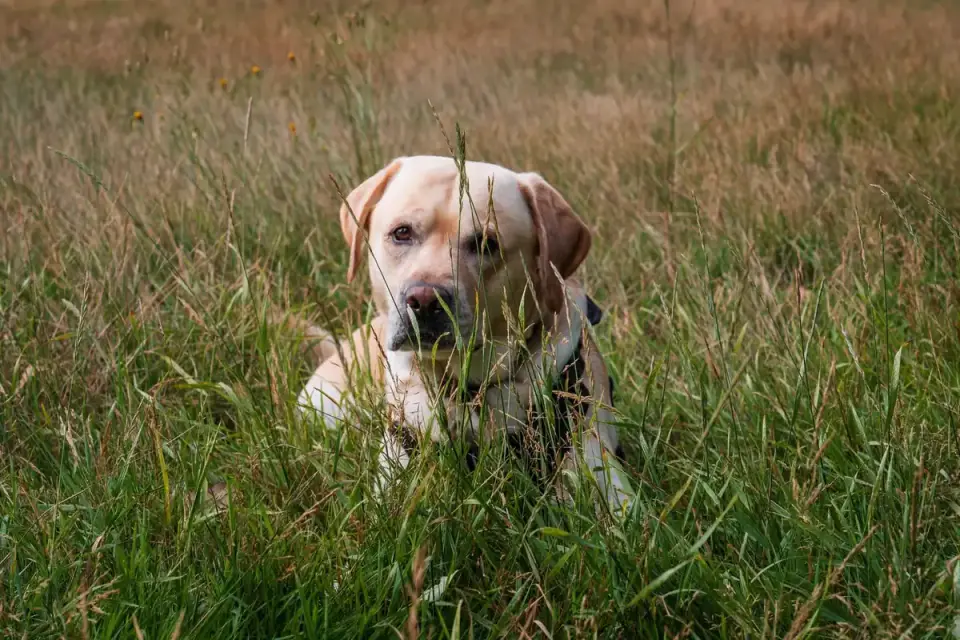 Labrador retriever outdoors