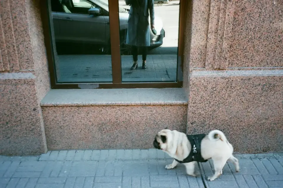 Large dog on leash walking along a city sidewalk outside an apartment building