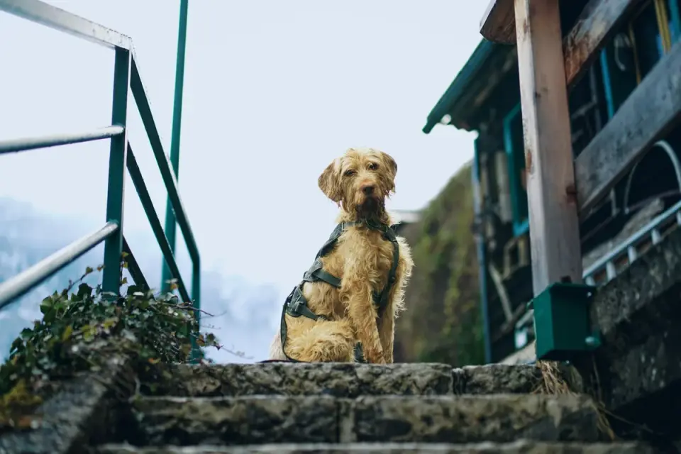 Older dog pausing at the base of a staircase before climbing