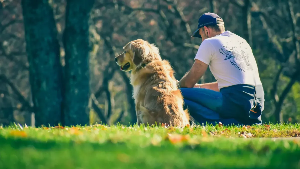 Older dog with an owner in a park