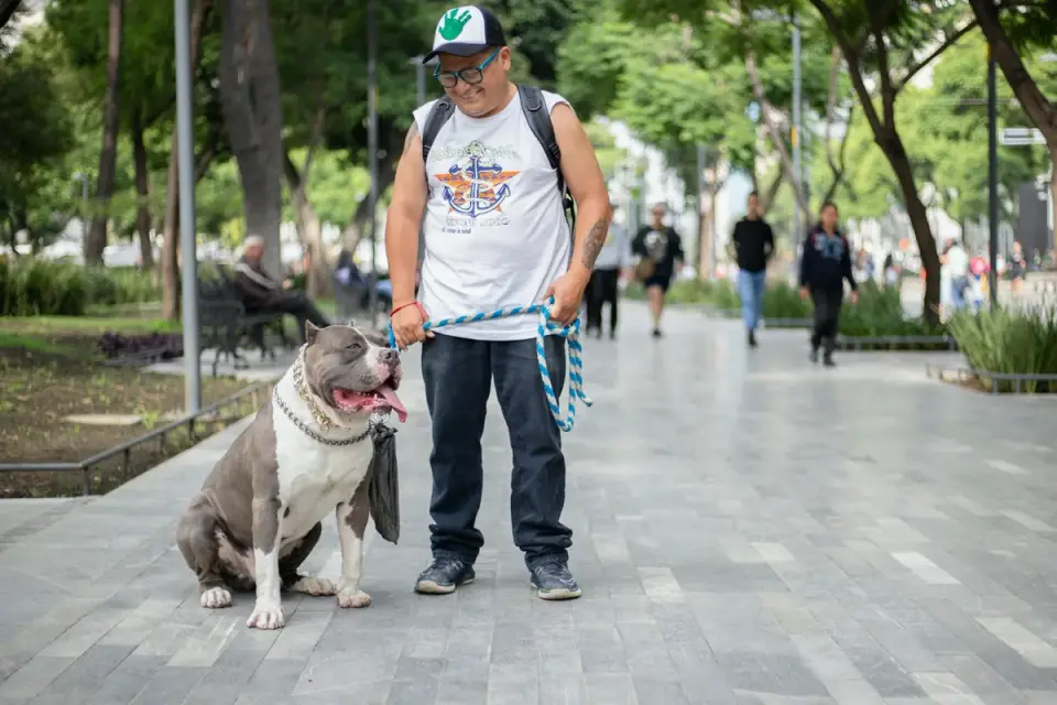 Older dog with an owner in a park