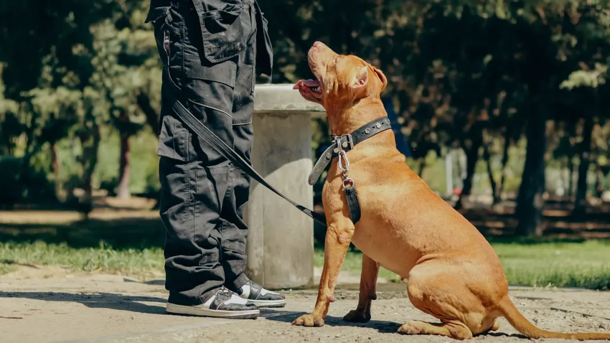 Older dog with an owner in a park