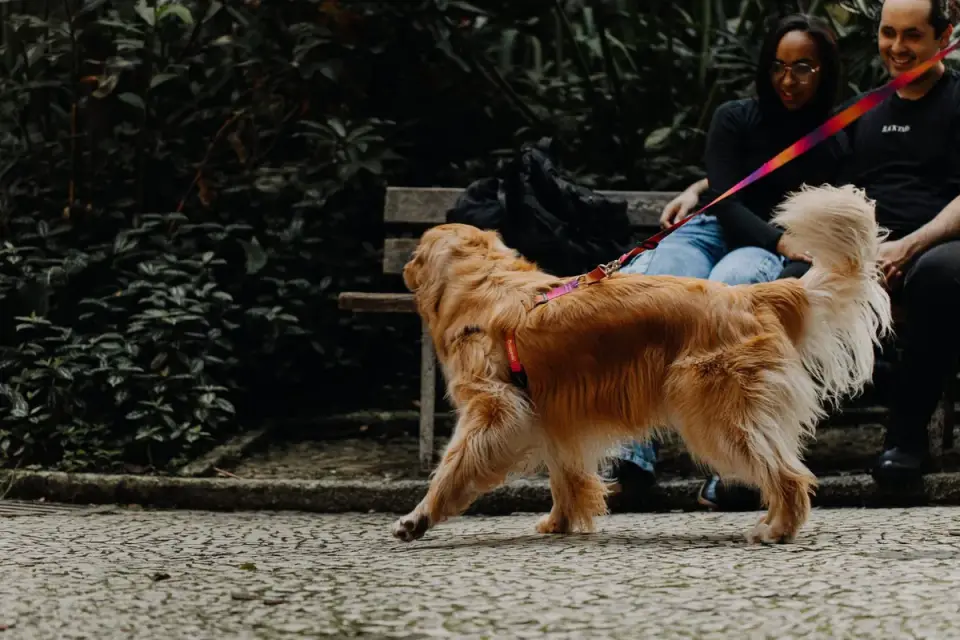 Older dog with an owner in a park