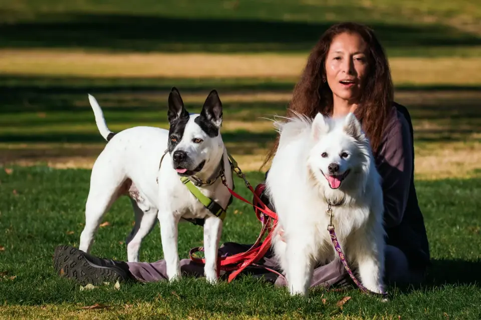 Older dog with an owner in a park