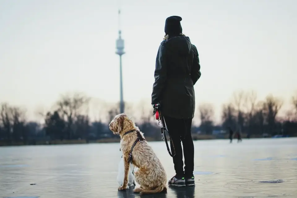 Older dog with an owner in a park