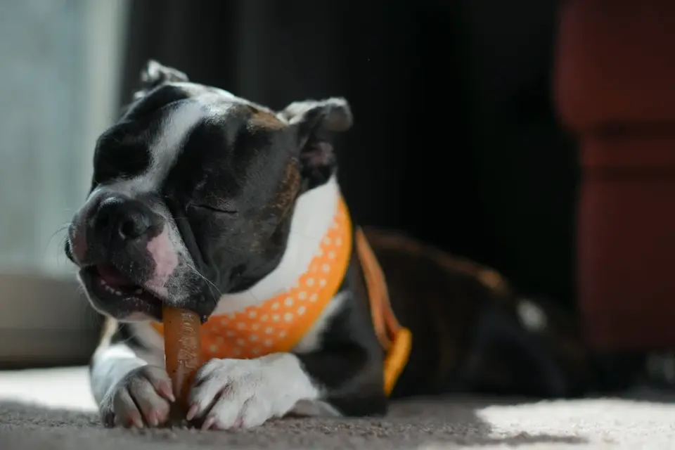 Owner gently holding a dog&#x27;s front paw while offering a small treat during at-home handling practice