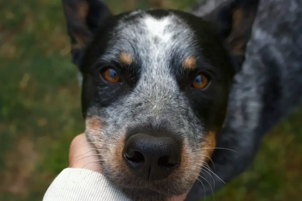 Owner&#x27;s hand offering a soft chew to a senior dog