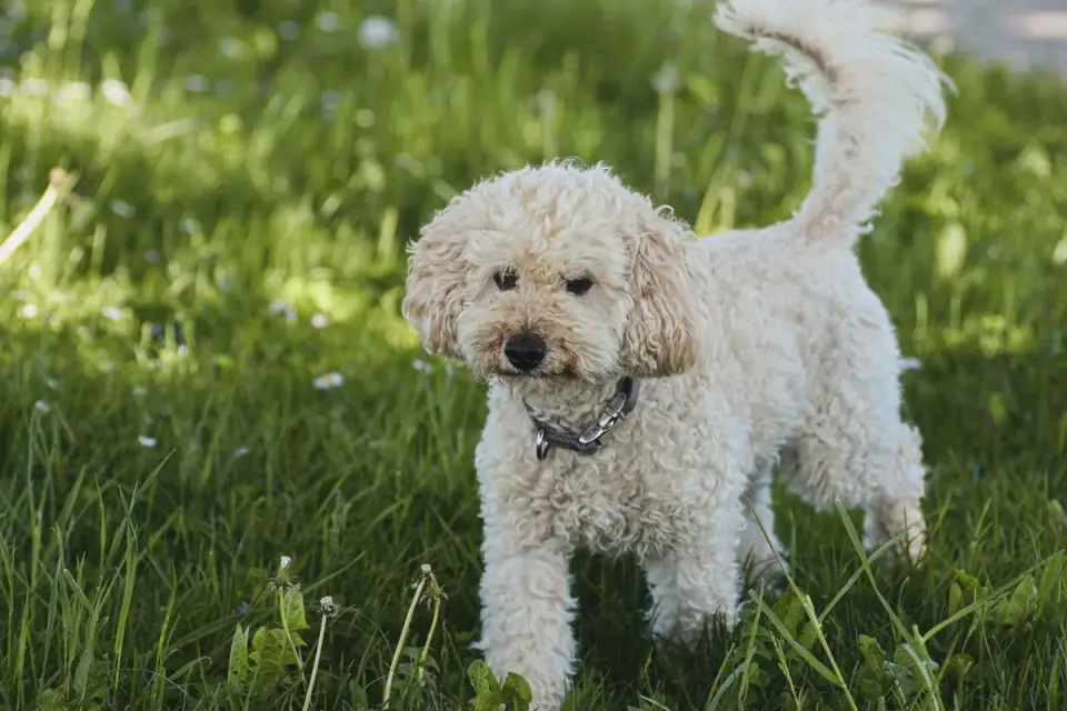 Poodle portrait