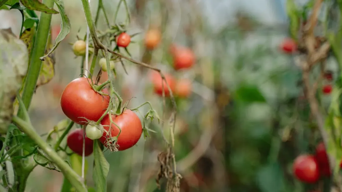 Ripe red tomatoes still attached to a green vine