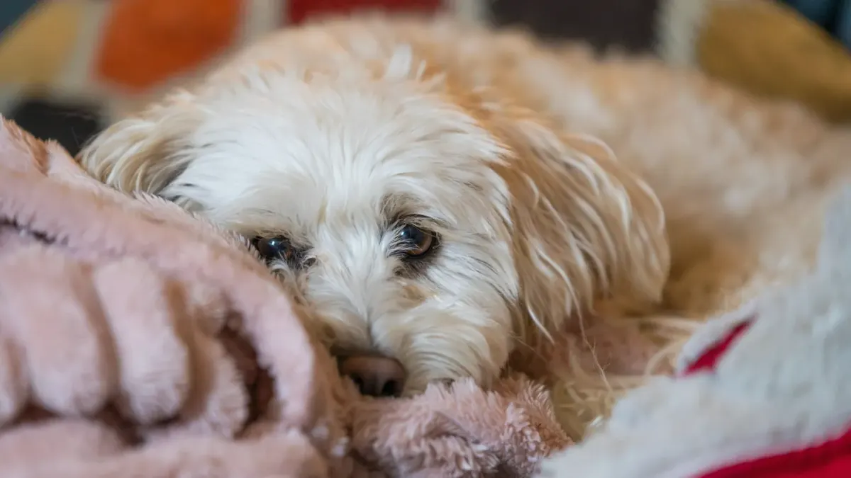 Senior dog resting at home