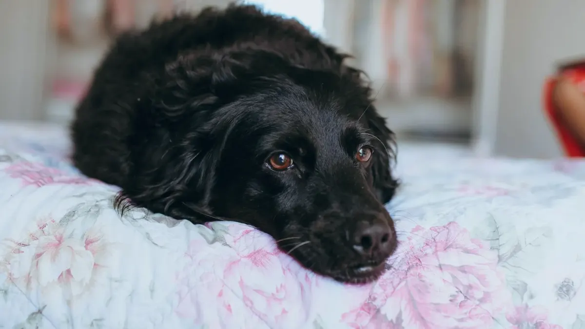 Senior dog resting at home