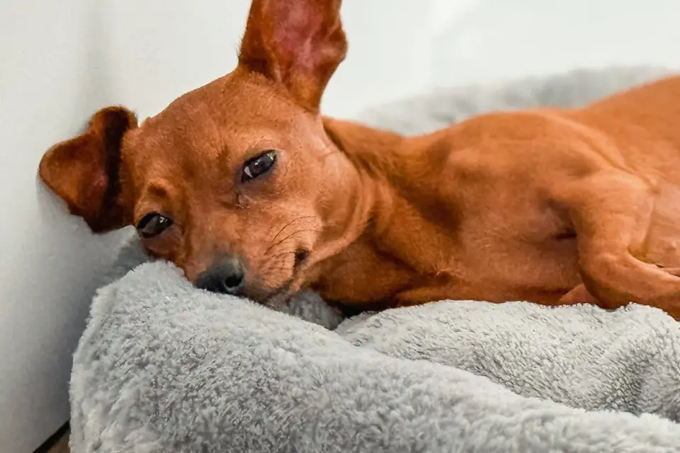 Senior dog resting at home