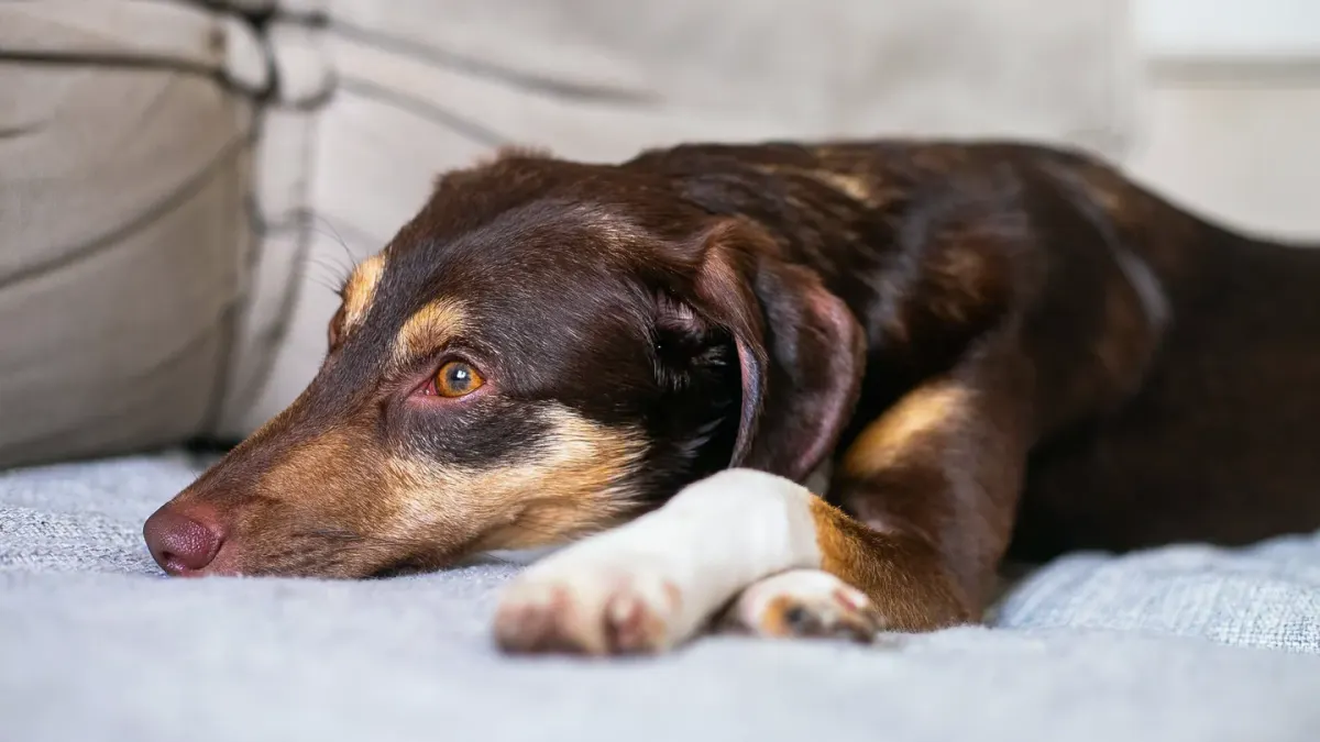 Senior dog resting at home