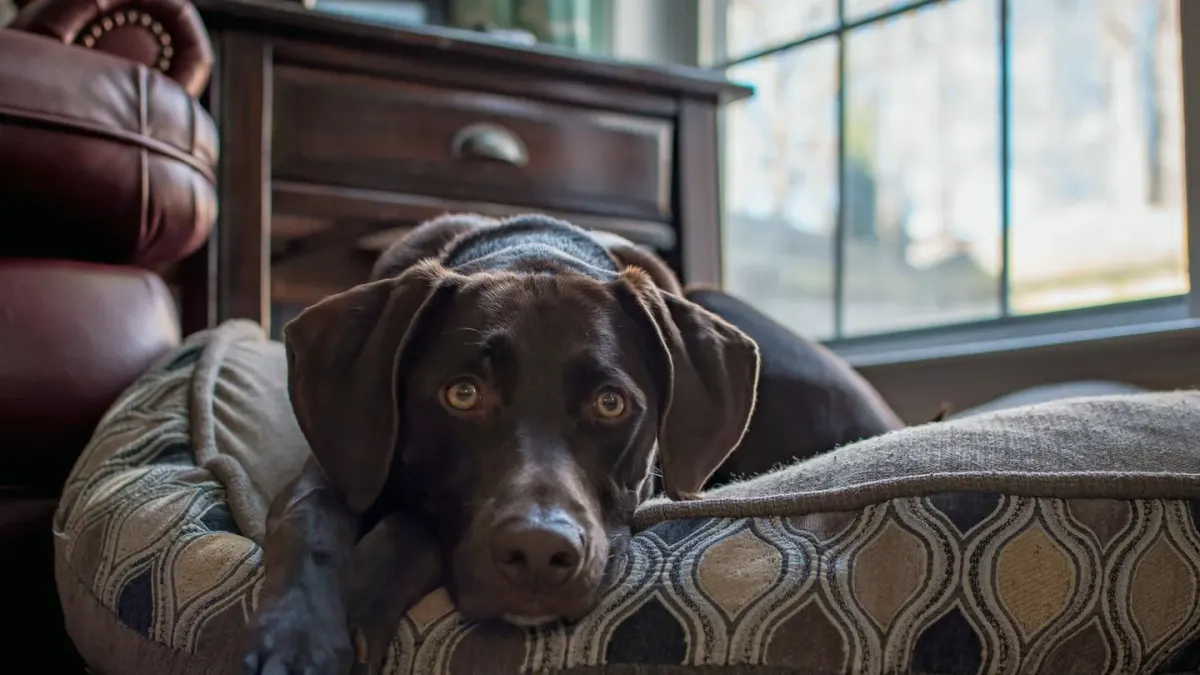 Senior dog resting at home