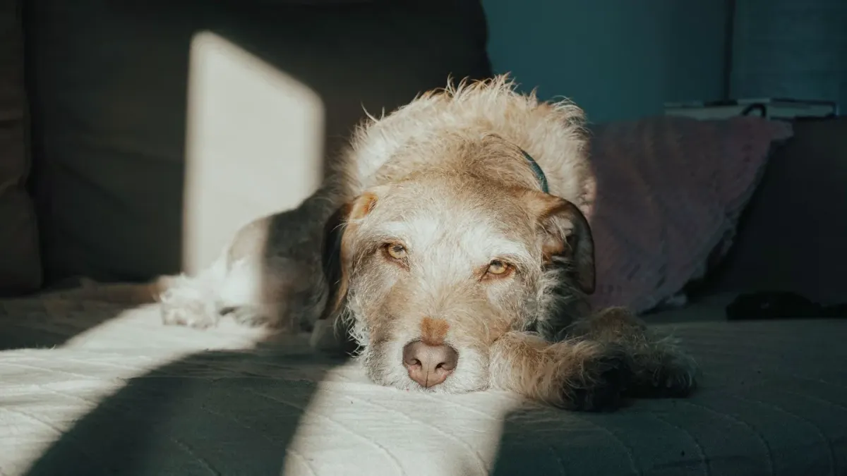 Senior dog resting at home